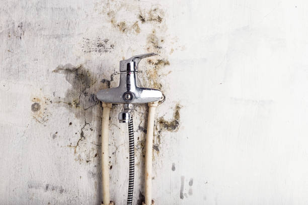 Reliable Jamesport, NY Mold Remediation Solutions
