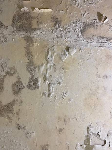 Best Industrial Mold Remediation in Jamesport, NY