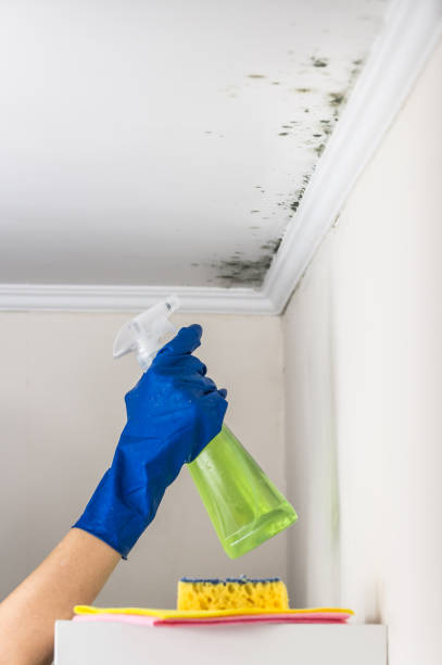 Best DIY Mold Remediation Support Services in Jamesport, NY